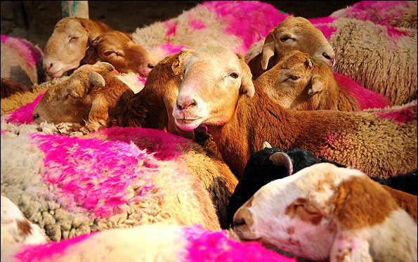 گرانی، تقاضای خرید دام زنده را کاهش داد