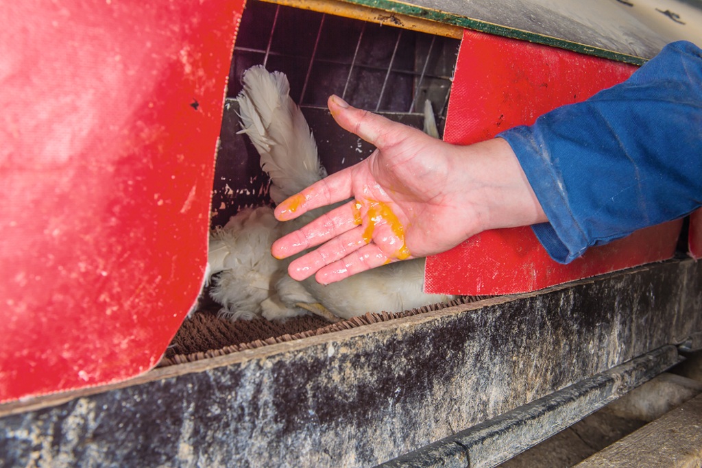 دلیل پوسته های نرم تخم مرغ