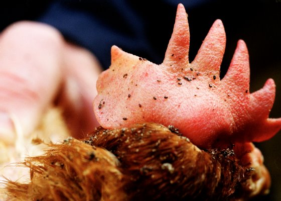 درمان جدید آبی مایت قرمز ۹۹% موثر است.