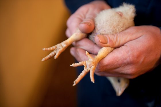 ارزیابی نظارت دانمارکی بر زخم کف پا جوجه های گوشتی