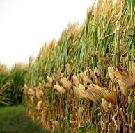 ارقام دیررس بیشترین سطح زیر کشت ذرت