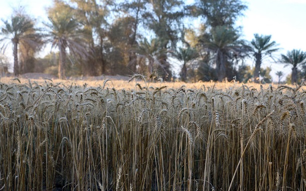 ادامه تنش آبی در حوزه مارون/از کشت‌های پرمصرف جلوگیری شود