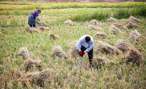واردات برنج تا آذر ممنوع شد/ وضعیت ذخایر مطلوب است