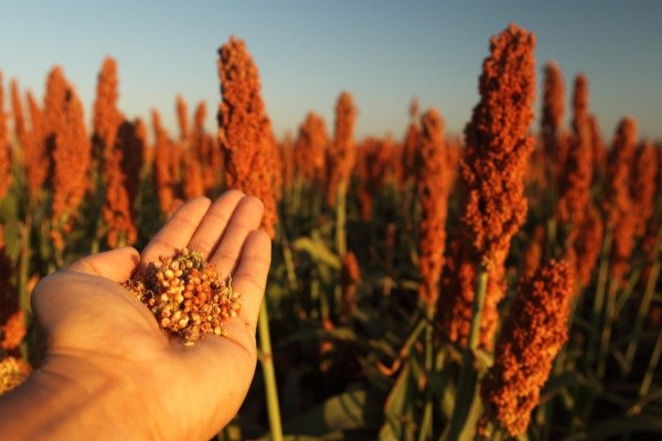 تولیدکنندگان ذرت های خوشه ای با تهدید خوراک دام مواجه هستند.