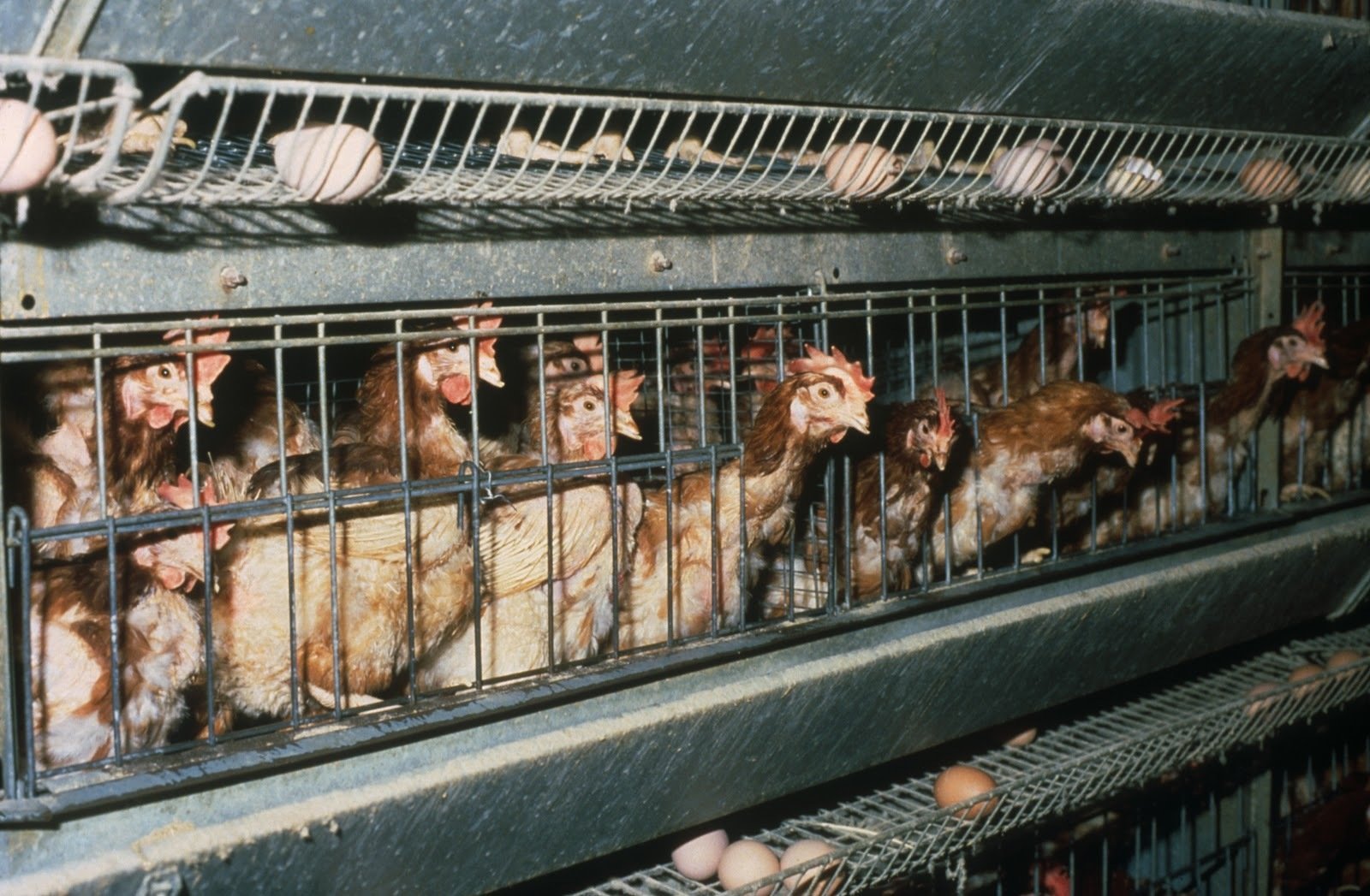 بزرگ ترین مزرعه-کارخانه مرغ تخم گذار صنعتی در وایکاتو ایجاد می شود