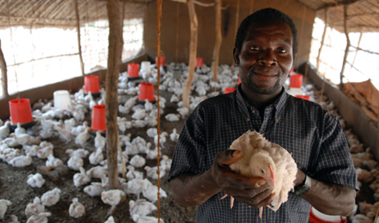 مرغداران افریقای جنوبی از واکسن های جدید پیشگیری آنفلوانزا امتناع می کنند