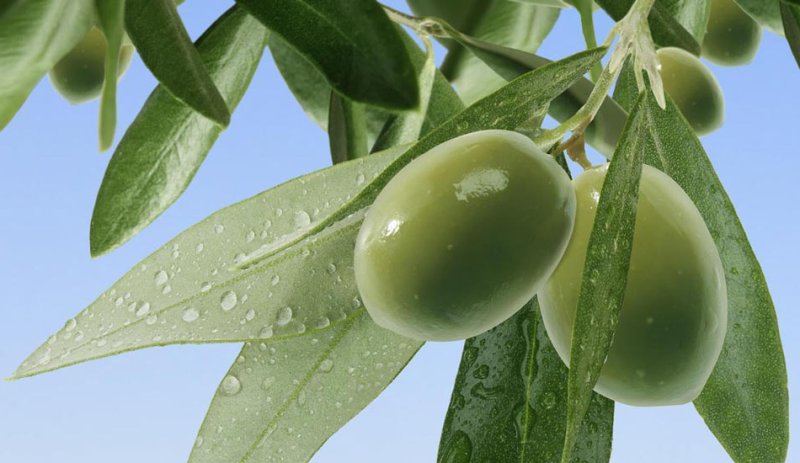 ۵٫۵ میلیون اصله نهال برای توسعه باغ های زیتون نیاز است