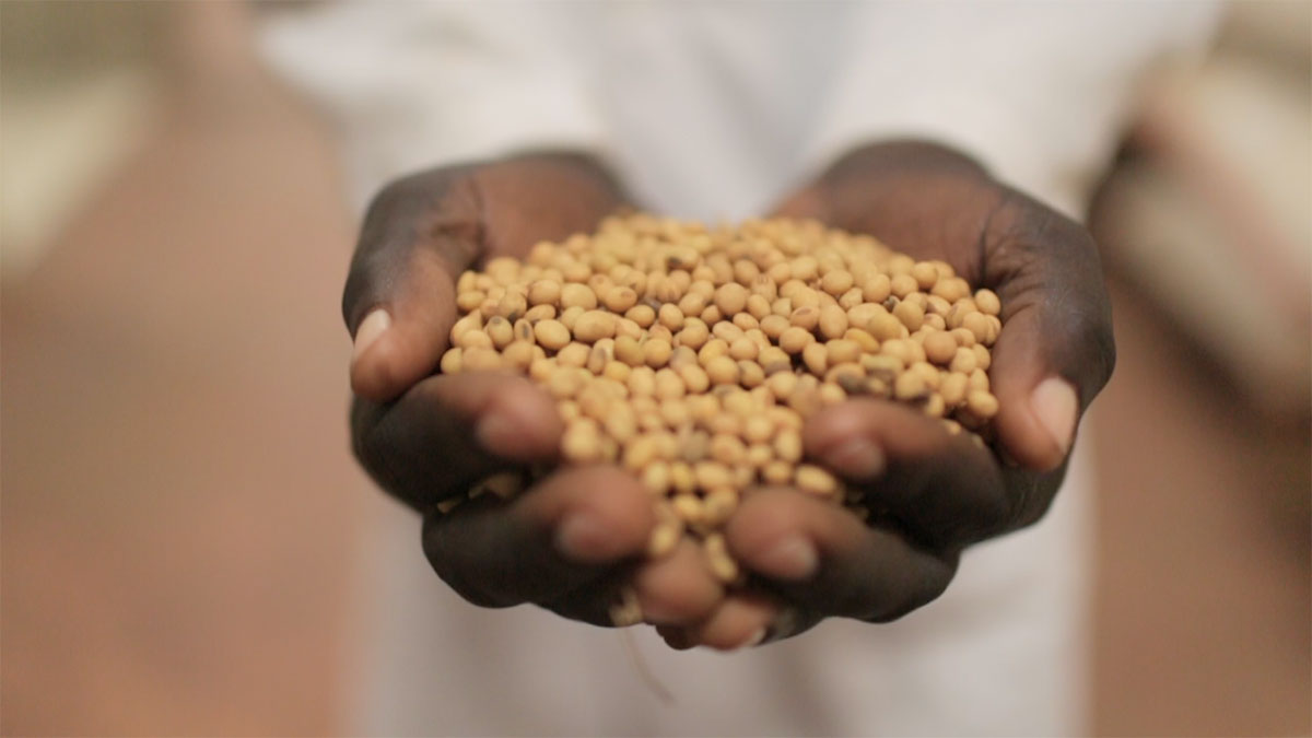 سود آفریقای سیاه از گیاه جدید DSM