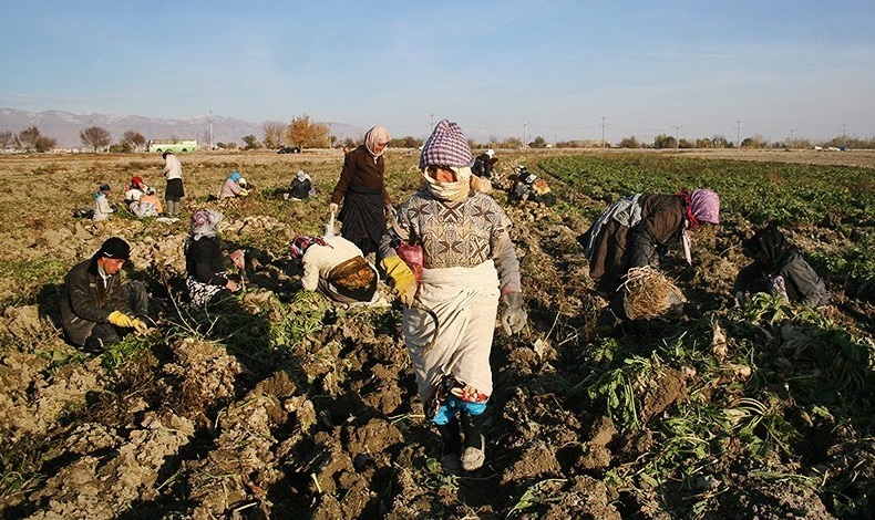 فصل بلاتکلیفی چغندرکاران اسدآباد