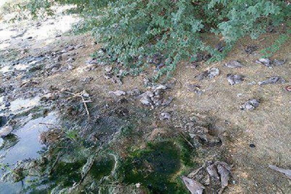 تشخیص اولیه پرندگان تلف شده در سلماس، نیوکاسل و برونشیت است