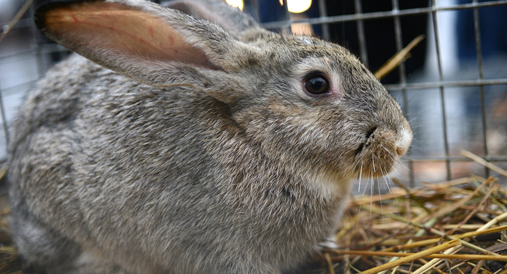 گونه های جانوران سمی در موسسه رازی بروز می شود