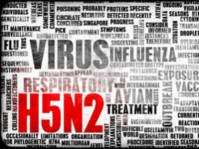 مزارع مرغداری هلند در معرض آنفلوانزای پرندگان از نوع H5N2