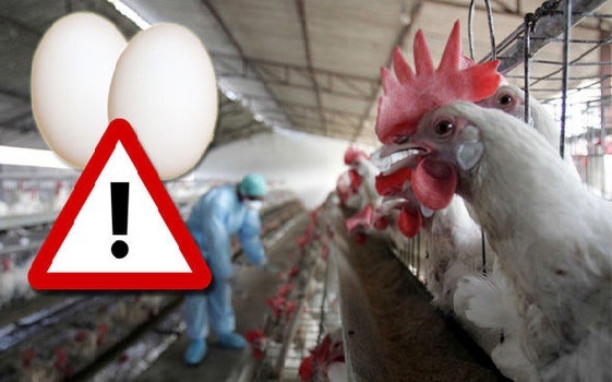 ادامه رسوایی تخم مرغ های هلندی در زنجیره غذایی آلمان/ نانوایی ها هم آلوده به حشره کش فیپرونیل هستند