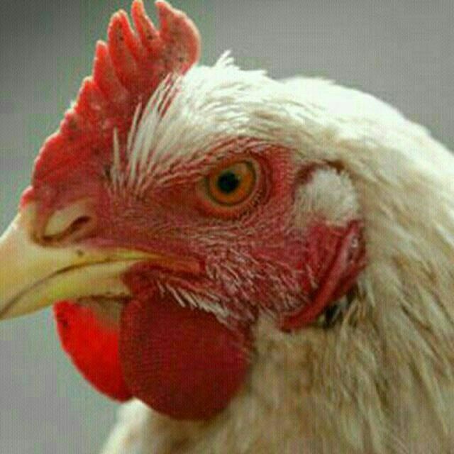 نابسامانی های تولید صنعت مرغ گوشتی ایران