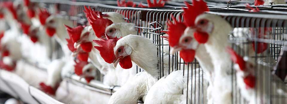 تلاش تولید کنندگان گوشت مرغ ترکیه برای صادرات محصولات با برند حلال به عمان