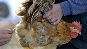 پیشگیری مهم ترین گزینه برای مقابله با آنفلوانزای فوق حاد پرندگان است/ مشکل اعتباری نداریم