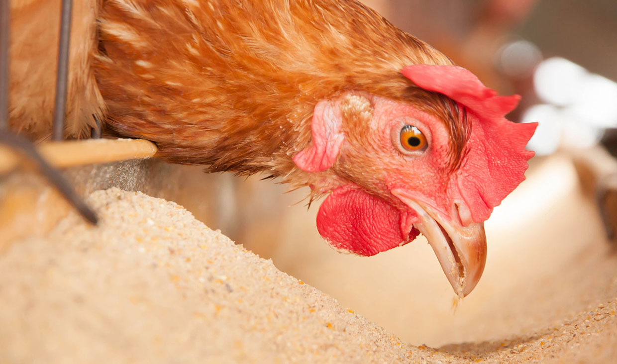 خودکفایی صنعت طیور قطر پس از محاصره اقتصادی