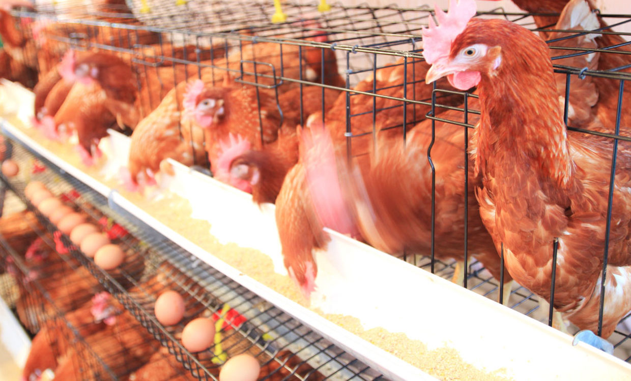 کمک مالی ایالات متحده به طرحهای تحقیقاتی صنعت طیور