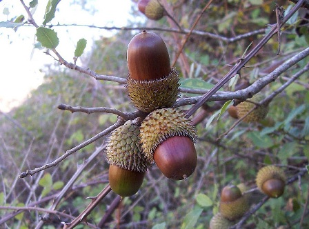 مهار آلودگی خشکیدگی جنگل های بلوط زاگرسی با مشارکت مردم