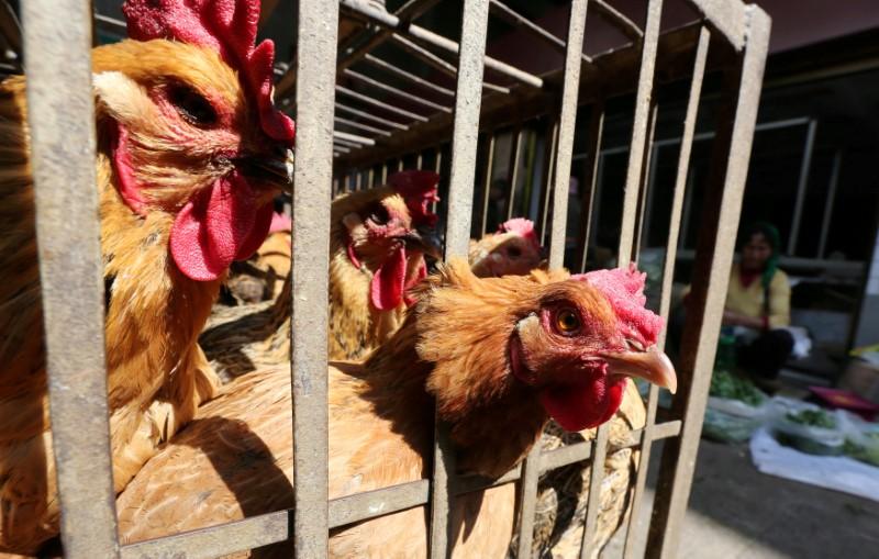 جهان نگران سویه H7N9 آنفلوانزای پرندگان در چین