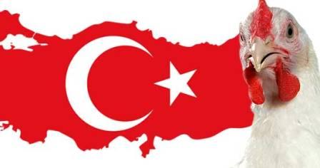 تحلیل و بررسی وضعیت تولید و صادرات ترکیه در بخش طیور