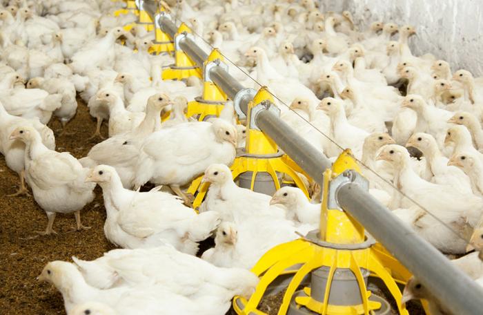 افزایش یک درصدی تولید گوشت مرغ جهان در سال ۲۰۱۸