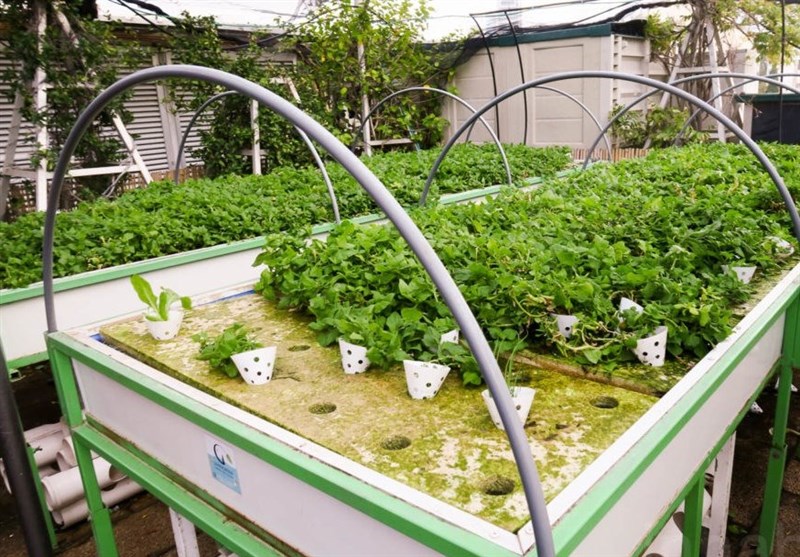 ایجاد ۲ مرکز بزرگ توسعه صادرات کشاورزی در استان تهران