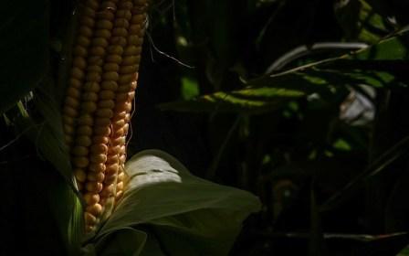 ایران برای خرید ۴۰۰ هزار تن جو و ذرت دامی دوباره وارد بازار شد