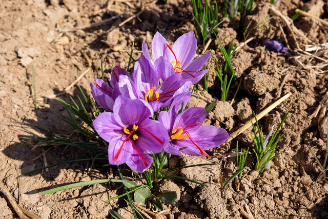 کاهش۶۰۰هزارتومانی قیمت هرکیلوگرم زعفران/برداشت تا۱۵آذر ادامه دارد