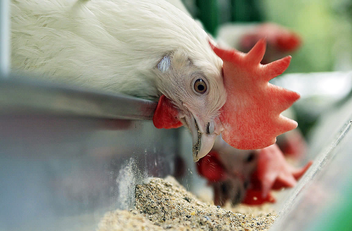 تایلند به دنبال کاهش مصرف آنتی بیوتیک ها در طیور