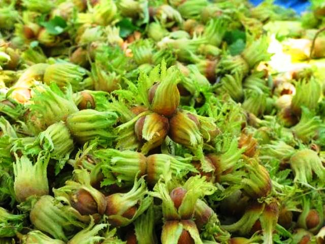 سالانه بیش از ۲۳ هزار تن فندق در باغات کشور تولید می شود