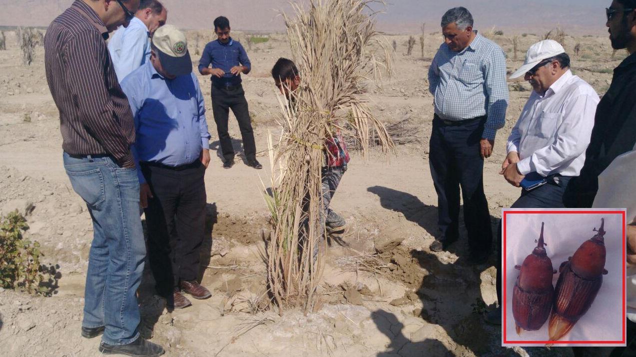 پرداخت مطالبات گندمکاران تا دوهفته آینده/واردات برنج طبق نیاز داخلی انجام می شود