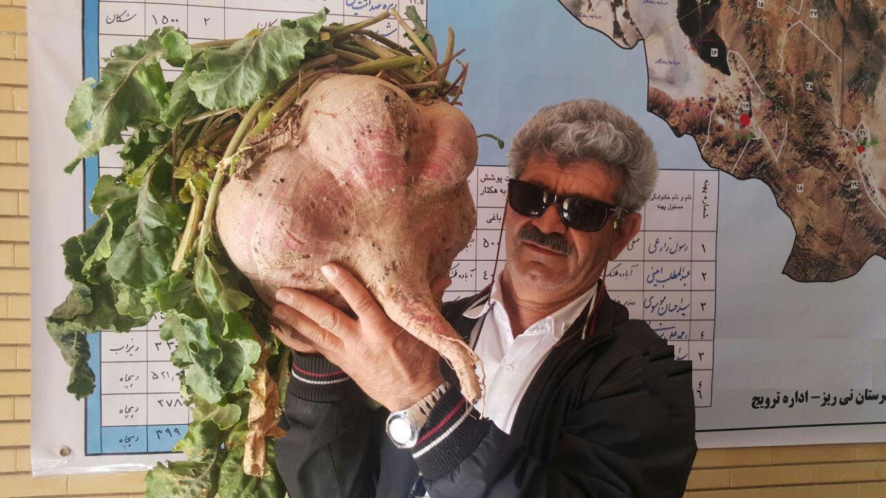 برداشت چغندر ۱۵ کیلویی در شهرستان نی ریز