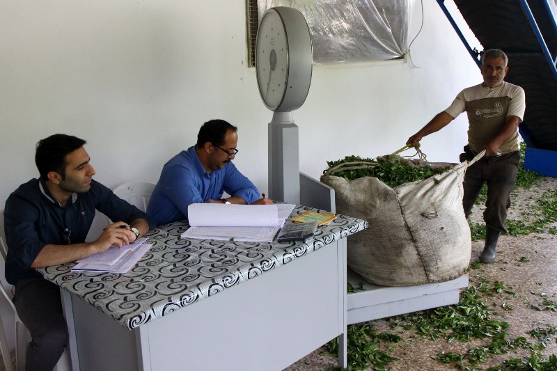 پرداخت نزدیک به ۶۵۰ میلیون تومان از مطالبات چایکاران