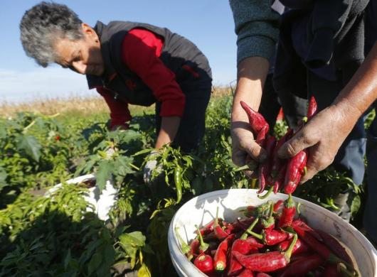 واردات بی رویه تهدیدی برای فلفل قرمز داورزن