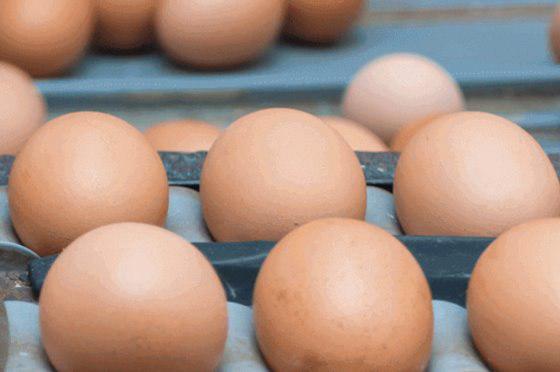 تولید اولین تخم مرغ کربن خنثی جهان در هلند