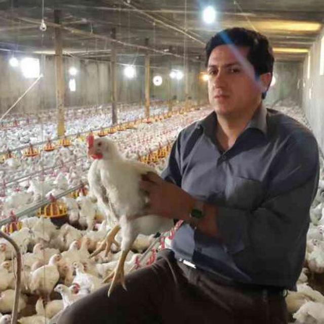 شیوع آنفلوانزا در واحداهای پرورش غرب کشور، اپیدمی نشده است/ ایجاد تعادل در قیمت مرغ به دلیل شیوع آنفلوانزای پرندگان