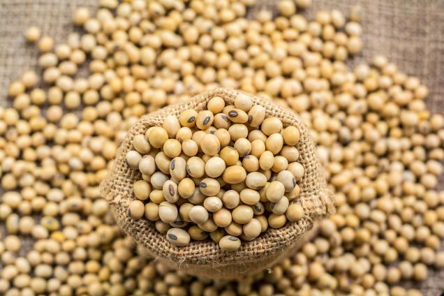 جایگزینی برای سویا در تهیه خوراک طیور