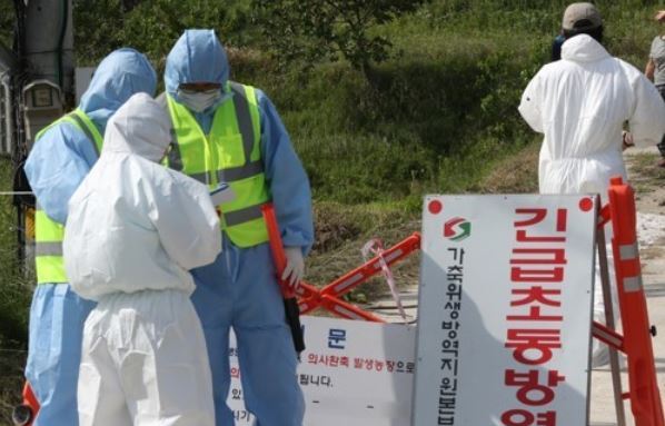 کشف مورد جدیدی از آنفلوآنزای پرندگان در جنوب کره جنوبی