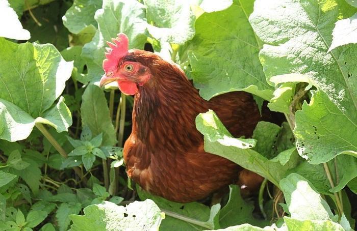 تولید سالانه ۲۵۰ میلیون تن مرغ و تخم مرغ در افغانستان پس از ۱۵ سال واردات