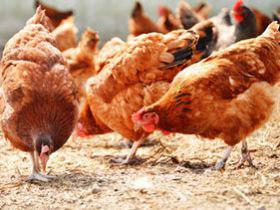 شیوع آنفلوانزای پرندگان مانع حضور مرغداران در نمایشگاه شد