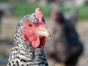 پس از اعلام شیوع آنفلوانزای فوق حاد پرندگان در برخی کشورهای اروپایی/ عمان واردات طیور از بلغارستان را ممنوع اعلام کرد