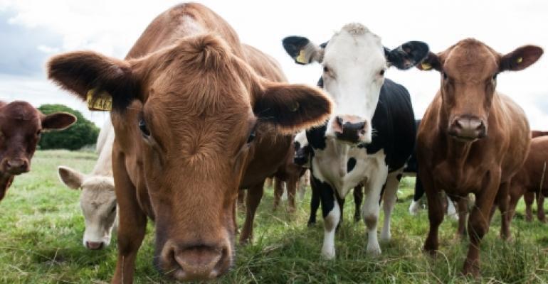 دام زنده ۱۵ درصد ارزان شد