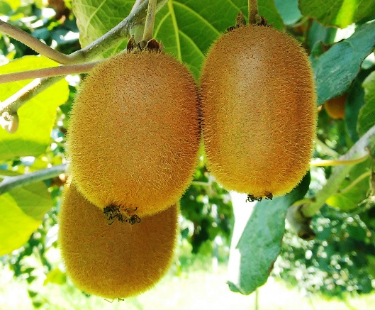 ۹ ماه از سال در کشور کیوی داریم/ نیاز ۱۰ کشور را تامین می‌کنیم