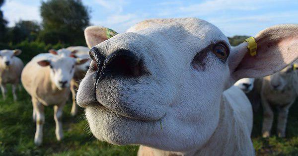 کلبه های مدولار، راه حل جدید شرکت اگروتل برای نگهداری گوساله ها   