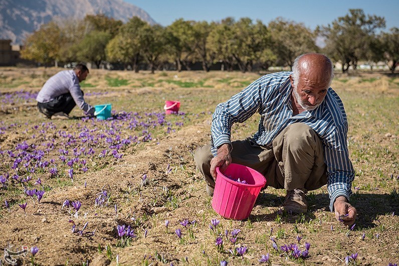 بازار زعفران از طریق بورس کالا تنظیم می‌شود