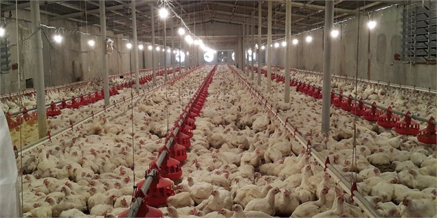 آخرین جزییات پرداخت خسارت به مرغداران