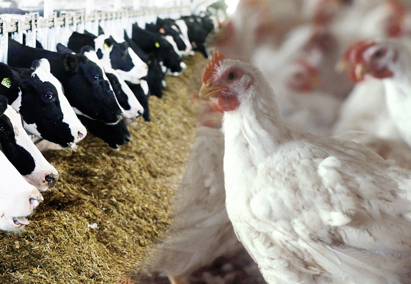 سبقت رشد نرخ دام از مرغ