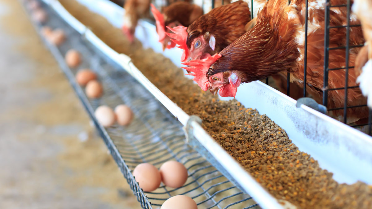 ۲هزار میلیارد تومان؛ خسارت وارده به صنعت مرغ تخم گذار