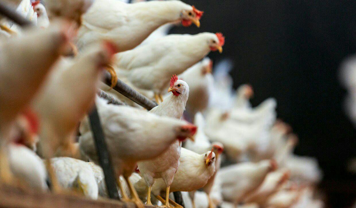 شیوع آنفلوانزا و بحران واحدهای مرغ تخمگذار